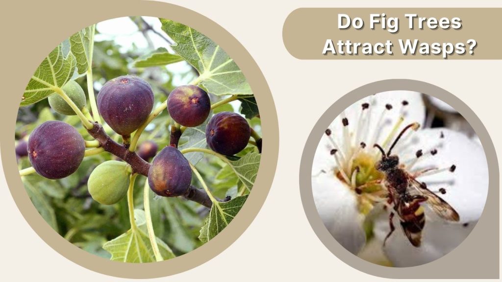 Do Fig Trees Attract Wasps?