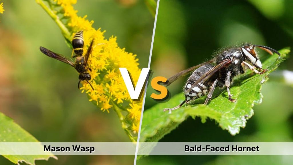 Mason Wasp vs Bald-Faced Hornet and Other Lookalikes