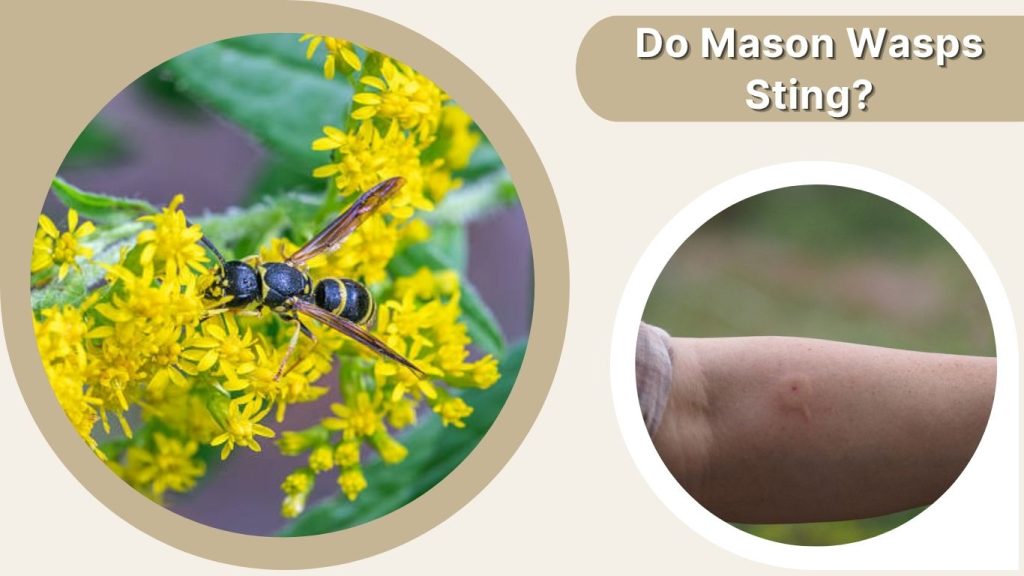 Do Mason Wasps Sting?