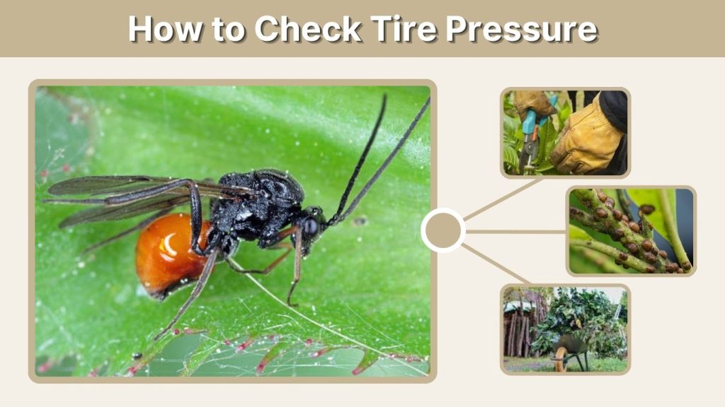 Dispose of pruned material properly.