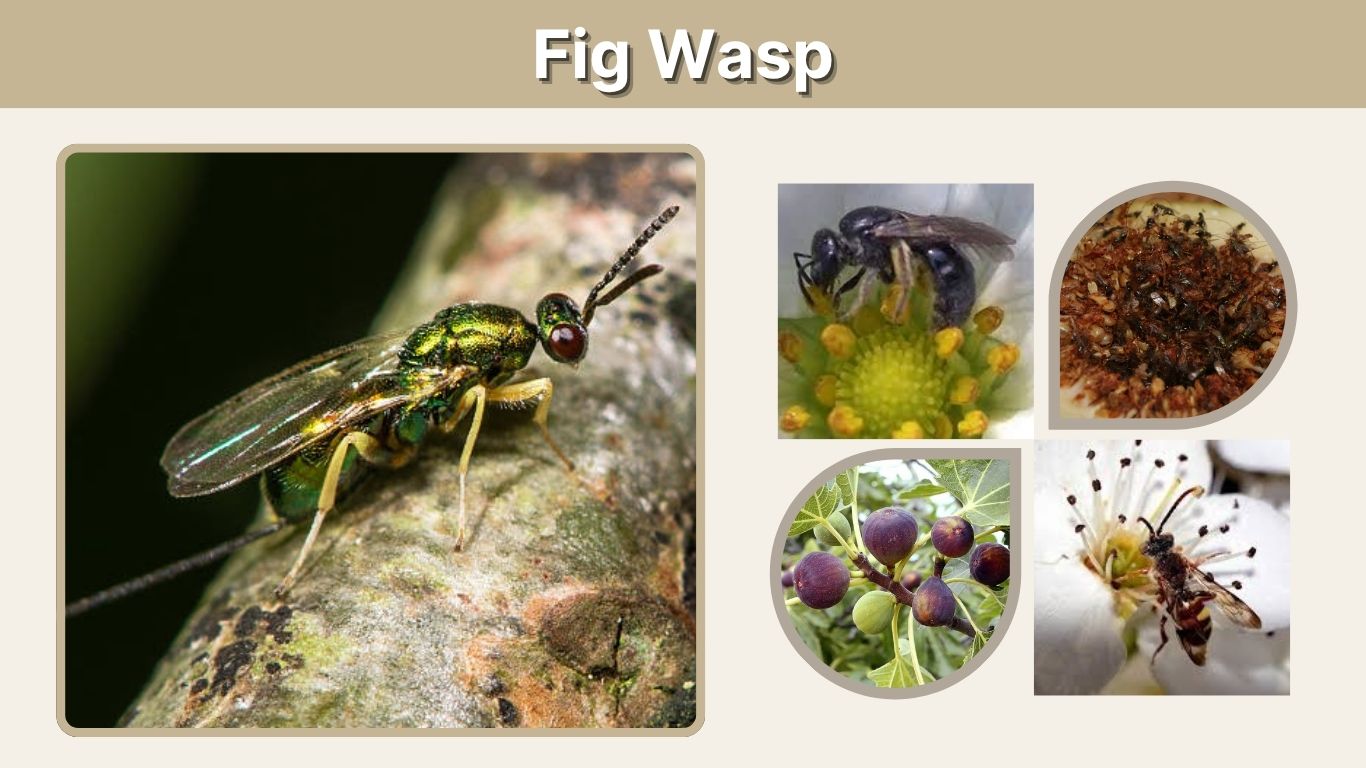 Fig Wasp: Life Cycle, Pollination and Facts About Figs