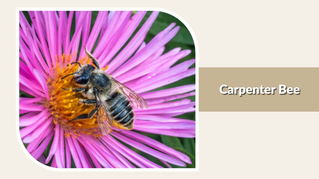 Carpenter Bee