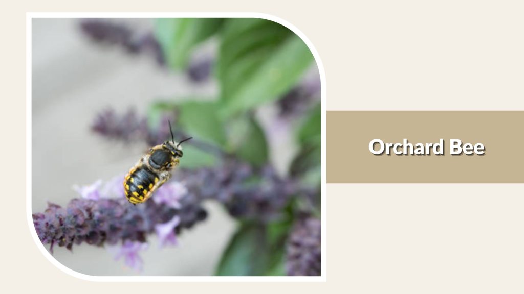 Orchard Bee