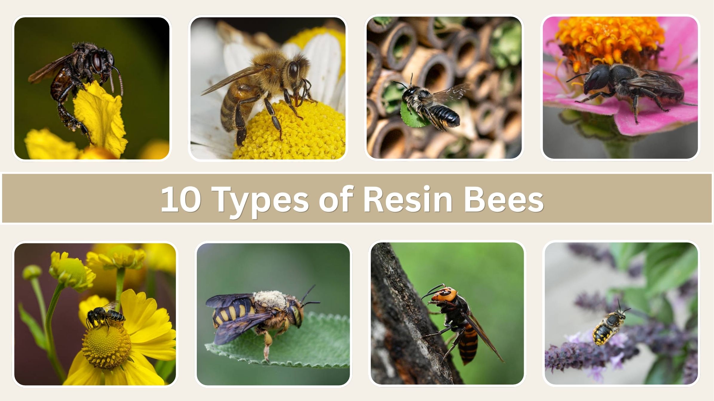 10 Types of Resin Bees: Names, Identification and Pictures