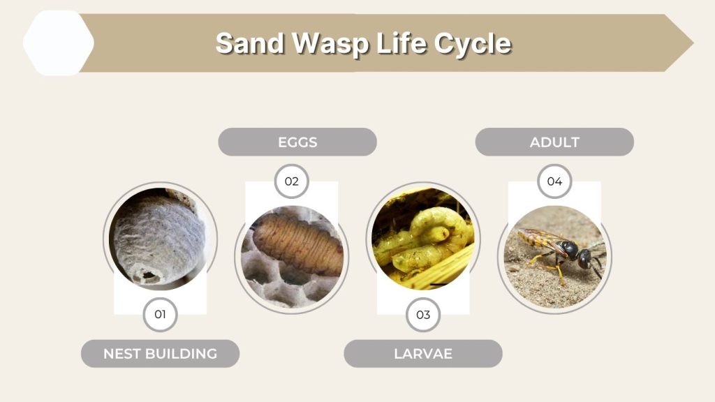 Sand Wasp Life Cycle