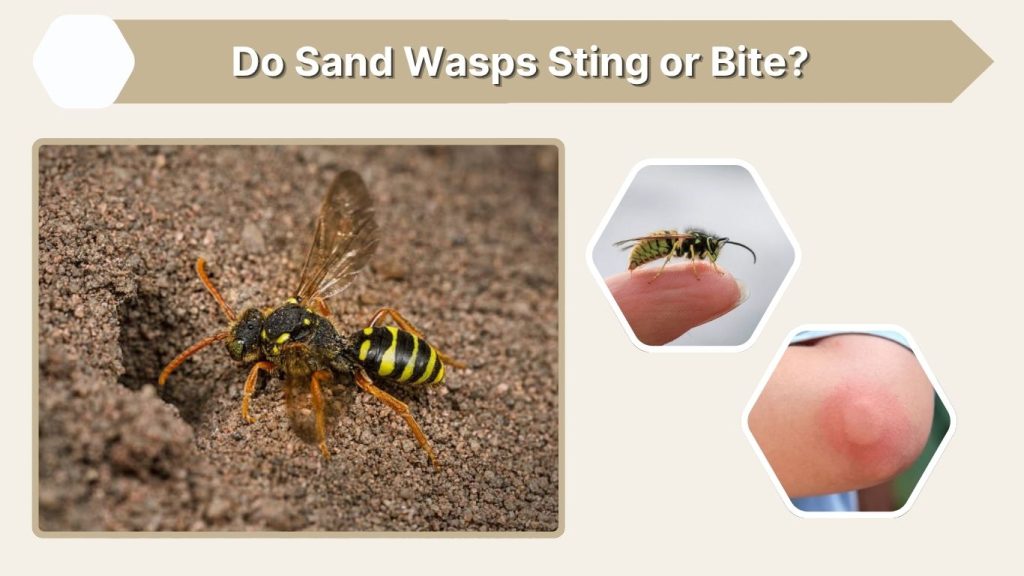 Do Sand Wasps Sting or Bite?
