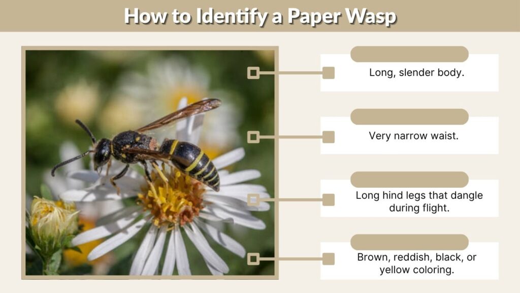 How to Identify a Paper Wasp