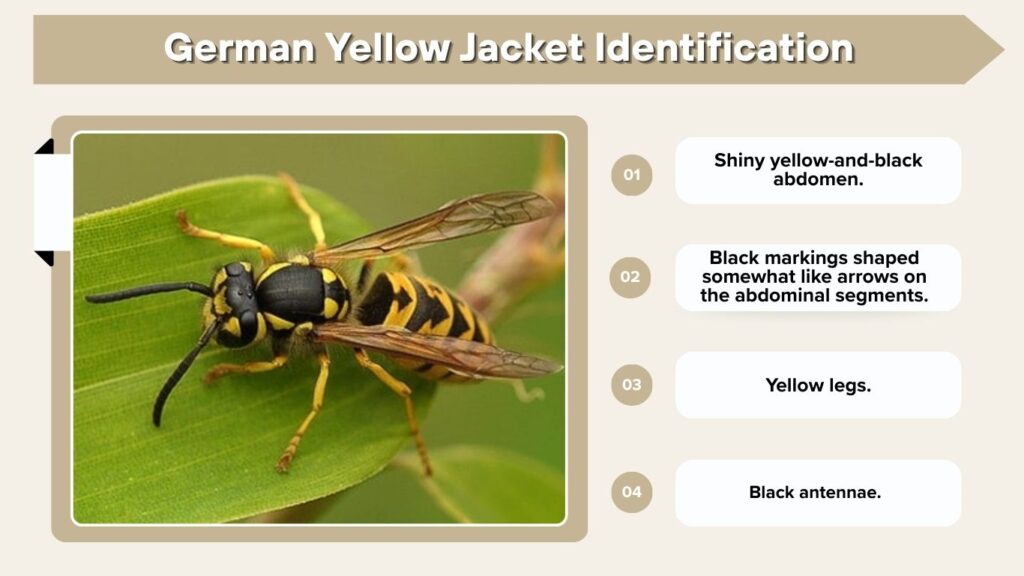 German Yellow Jacket Identification