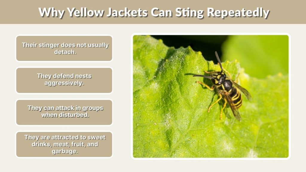 Why Yellow Jackets Can Sting Repeatedly