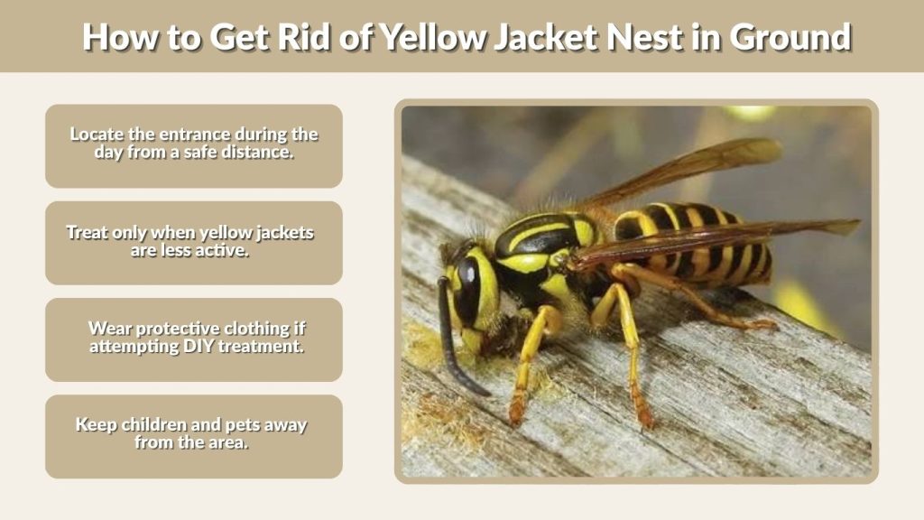 How to Get Rid of Yellow Jacket Nest in Ground