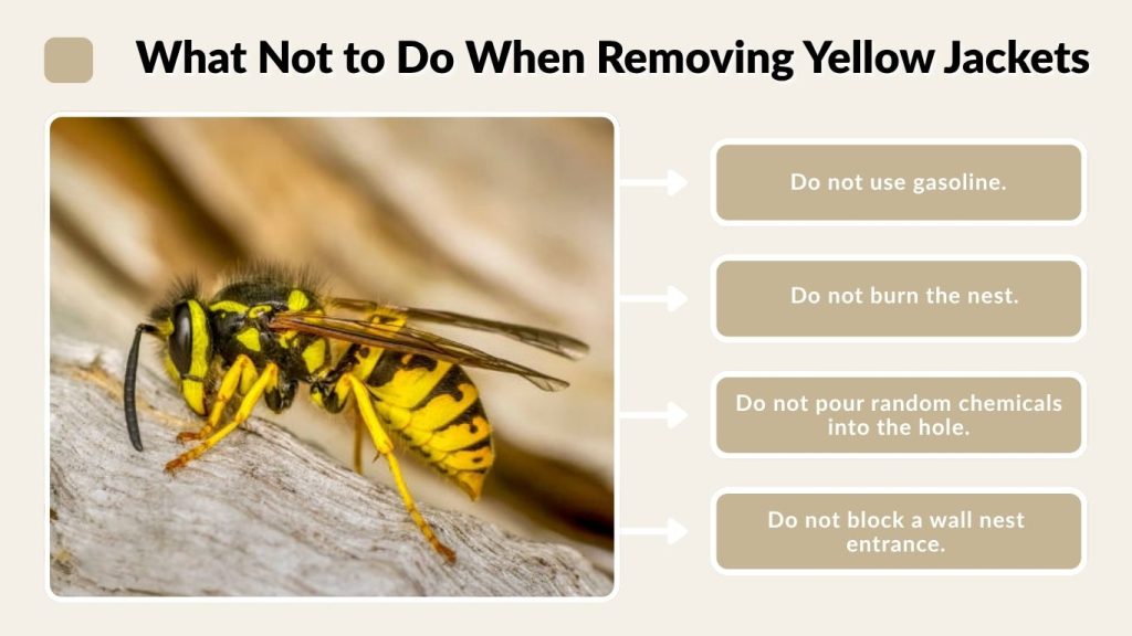 What Not to Do When Removing Yellow Jackets