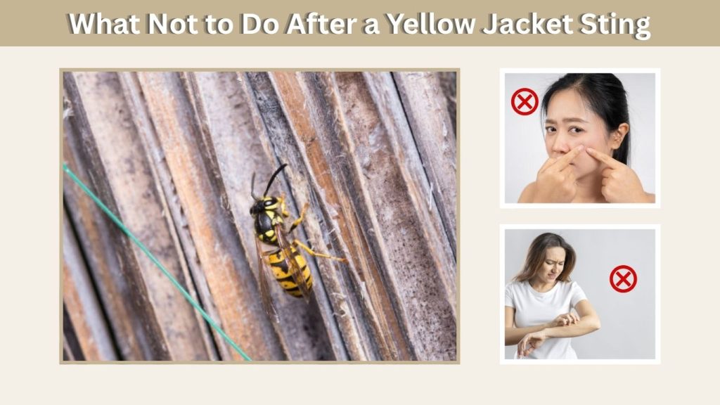 What Not to Do After a Yellow Jacket Sting
