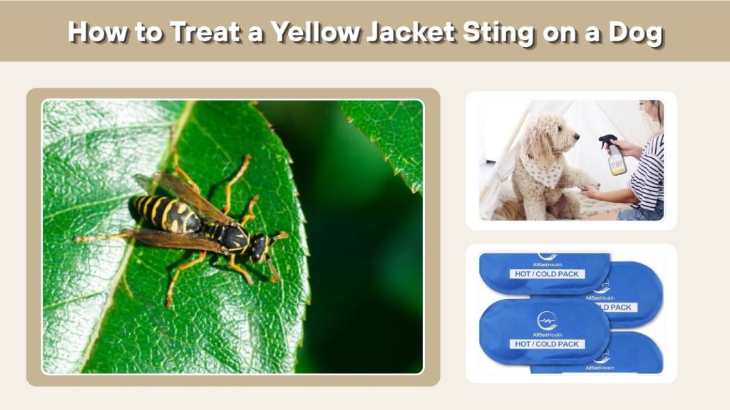 How to Treat a Yellow Jacket Sting on a Dog
