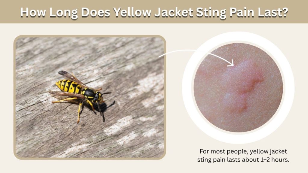 How Long Does Yellow Jacket Sting Pain Last?