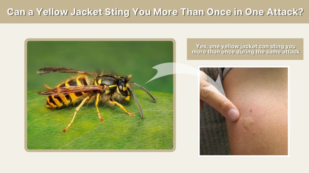 Can a Yellow Jacket Sting You More Than Once in One Attack?