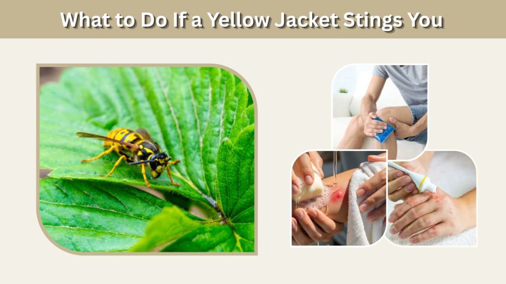 What to Do If a Yellow Jacket Stings You