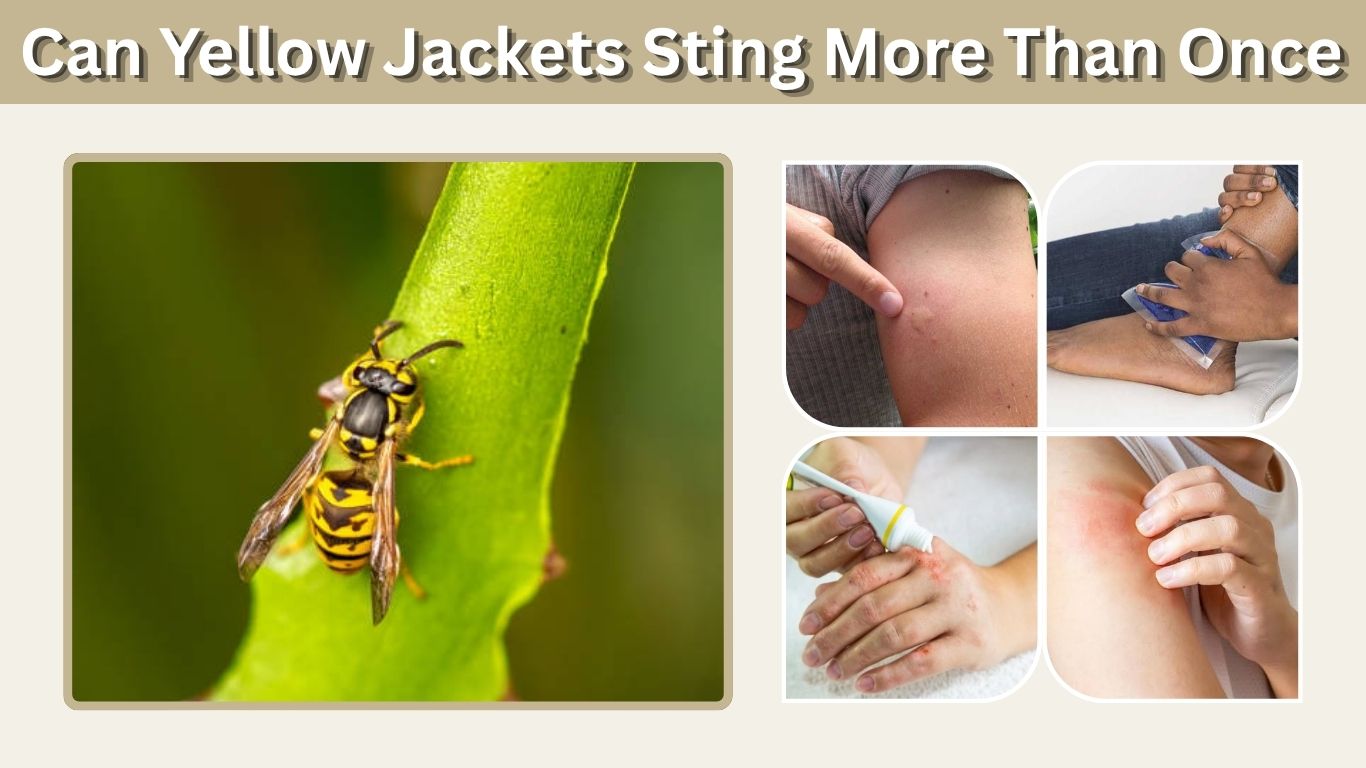 Can Yellow Jackets Sting More Than Once? Facts & Safety Tips
