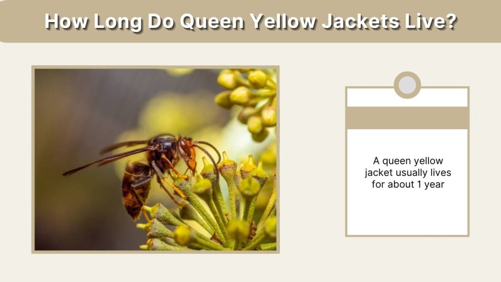 How Long Do Queen Yellow Jackets Live?