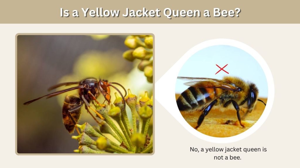 Is a Yellow Jacket Queen a Bee?