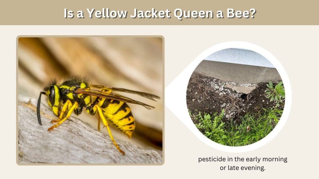 Best Time to Treat a Yellow Jacket Nest