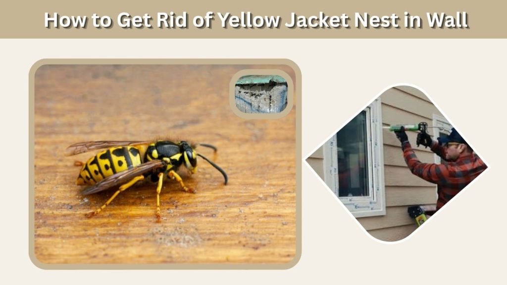 How to Get Rid of Yellow Jacket Nest in Wall