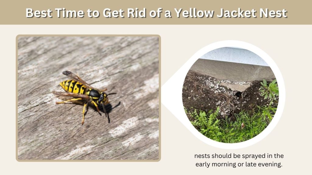 Best Time to Get Rid of a Yellow Jacket Nest
