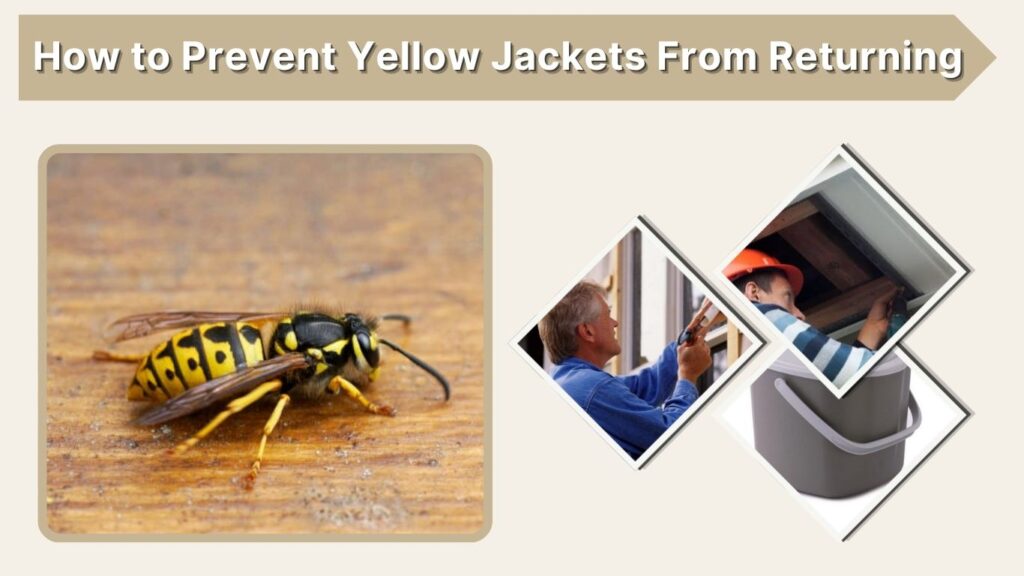 How to Prevent Yellow Jackets From Returning