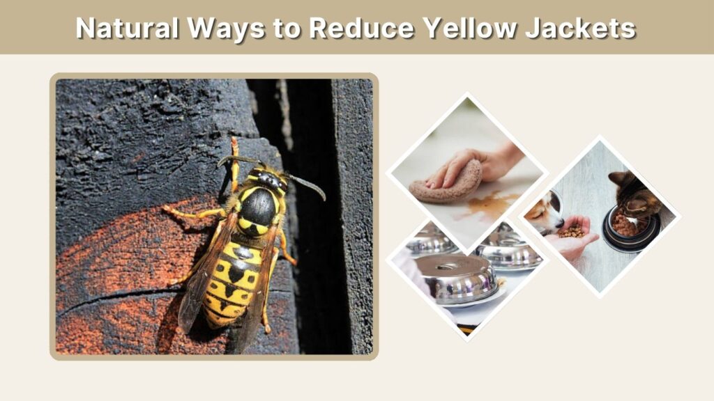 Natural Ways to Reduce Yellow Jackets