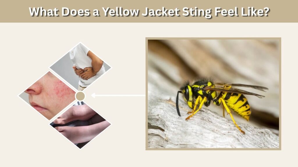 What Does a Yellow Jacket Sting Feel Like?