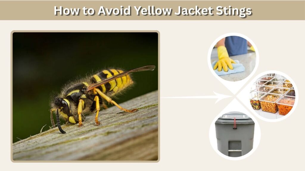 How to Avoid Yellow Jacket Stings