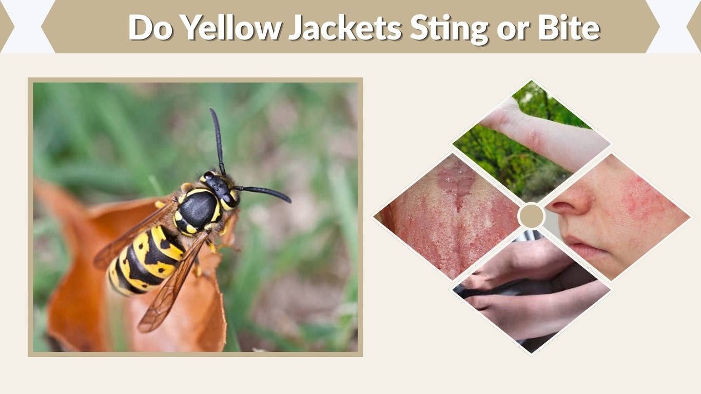 Do Yellow Jackets Sting or Bite? Can They Do Both?