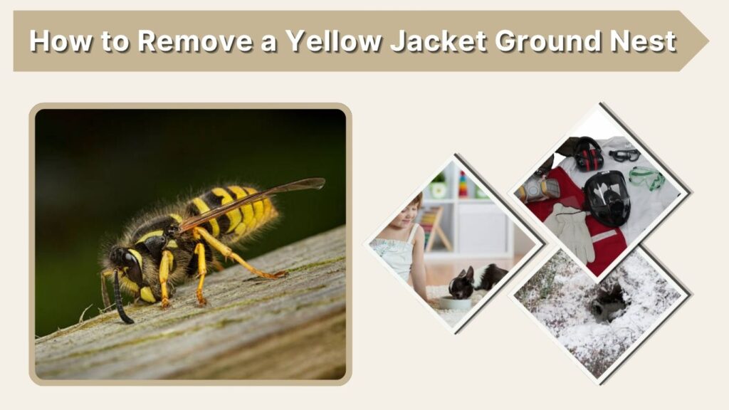 How to Remove a Yellow Jacket Ground Nest