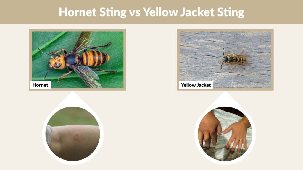Hornet Sting vs Yellow Jacket Sting