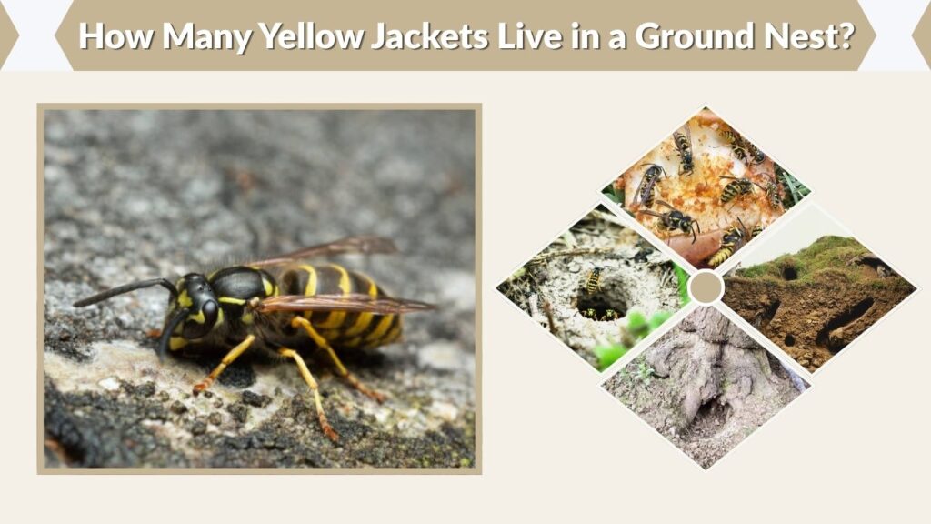 How Many Yellow Jackets Live in a Ground Nest?