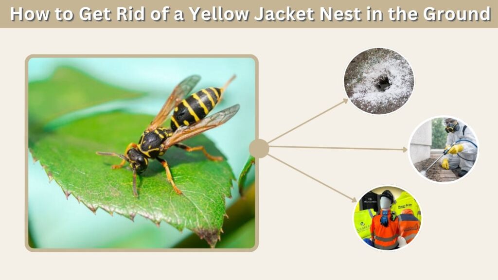 How to Get Rid of a Yellow Jacket Nest in the Ground