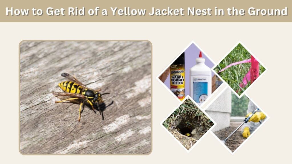 How to Get Rid of a Yellow Jacket Nest in the Ground