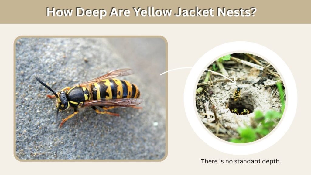 How Deep Are Yellow Jacket Nests?