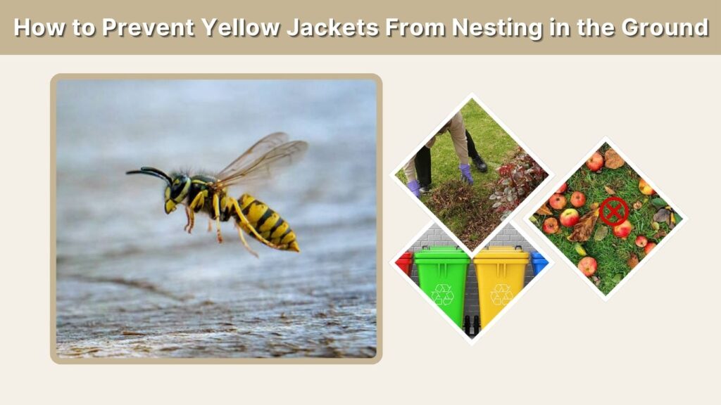 How to Prevent Yellow Jackets From Nesting in the Ground