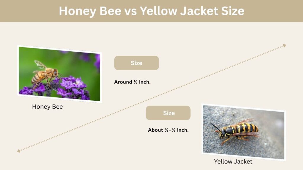 Honey Bee vs Yellow Jacket Size