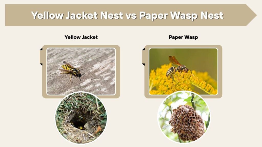 Yellow Jacket Nest vs Paper Wasp Nest