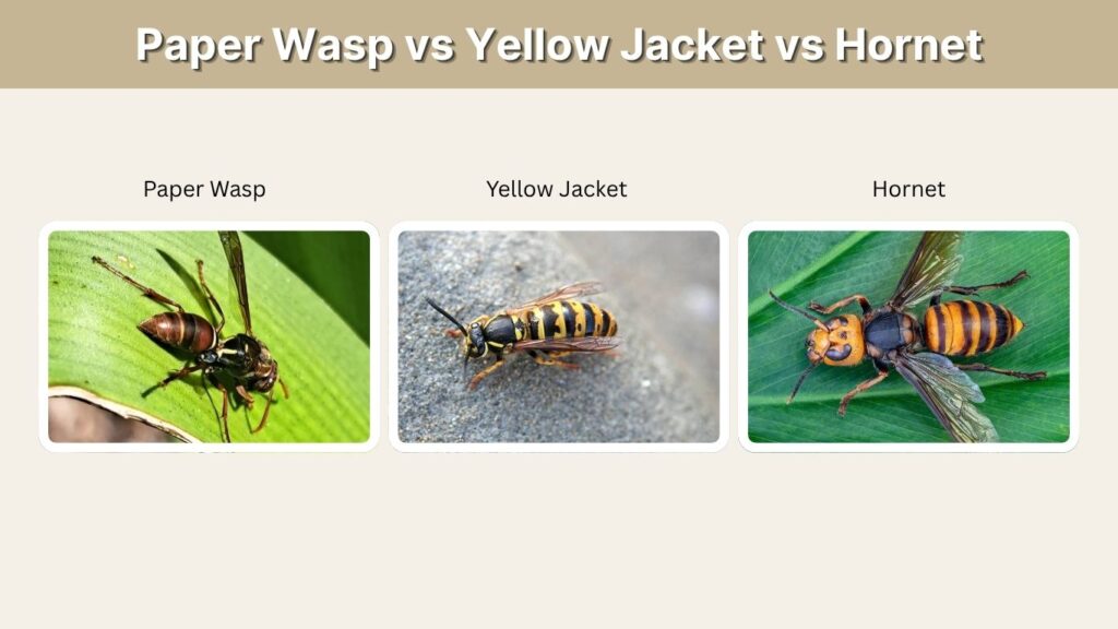 Paper Wasp vs Yellow Jacket vs Hornet