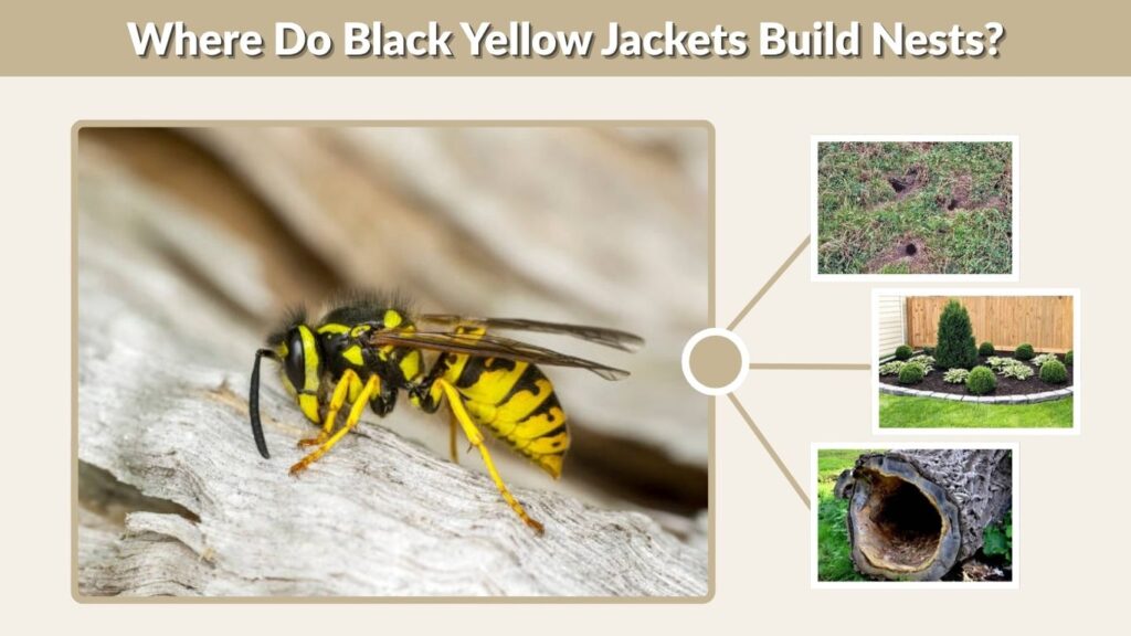 Where Do Black Yellow Jackets Build Nests?