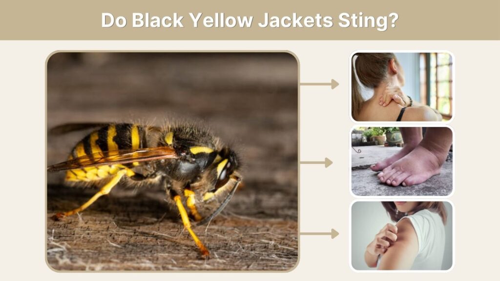 Do Black Yellow Jackets Sting?