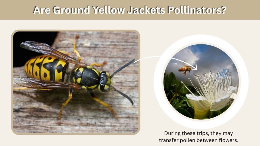 Are Ground Yellow Jackets Pollinators?