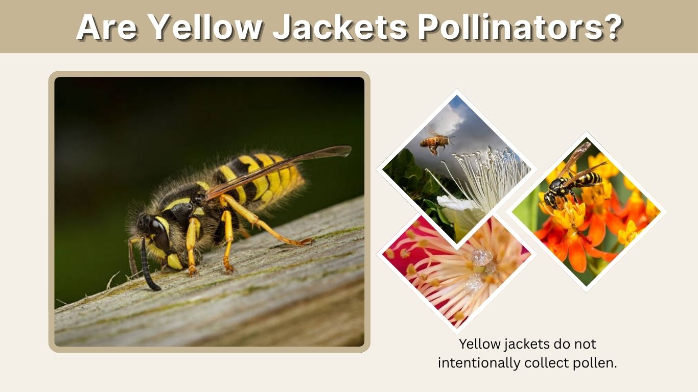 Are Yellow Jackets Pollinators? Their Surprising Role
