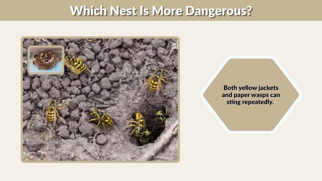 Which Nest Is More Dangerous?