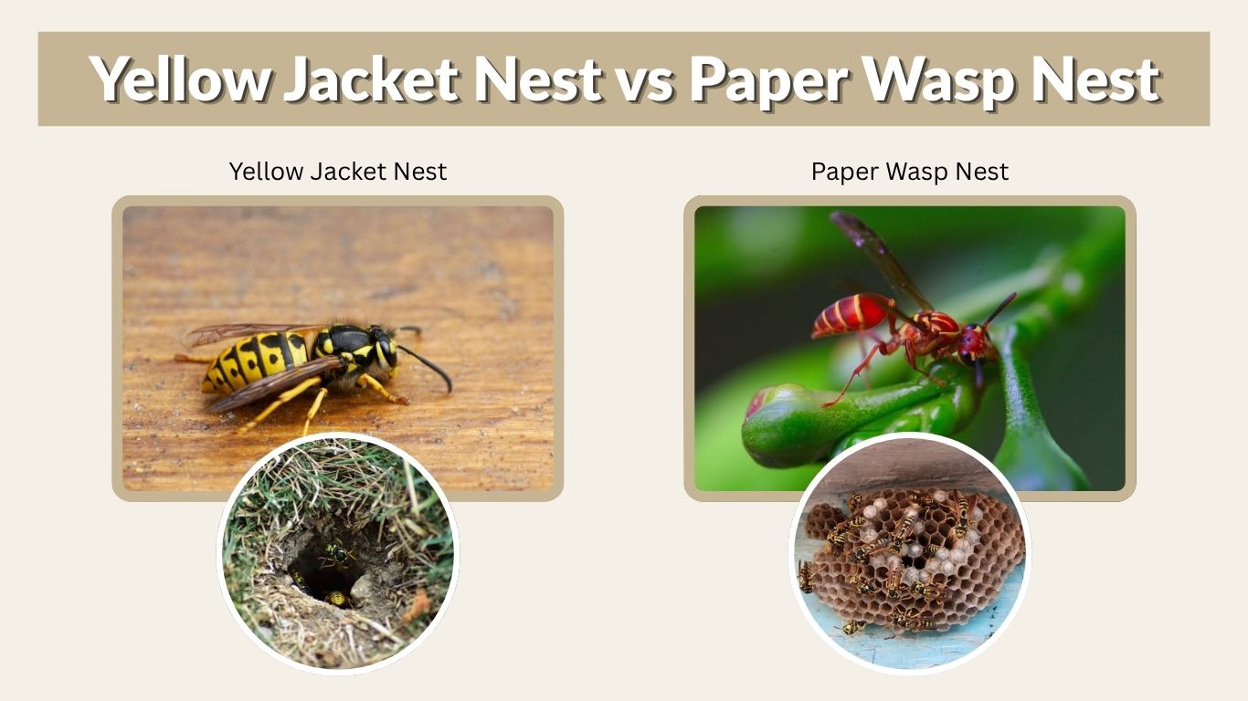 Yellow Jacket Nest vs Paper Wasp Nest: Key Differences