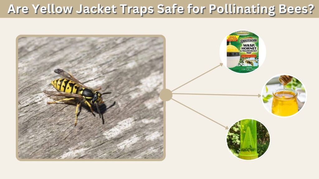 Are Yellow Jacket Traps Safe for Pollinating Bees?
