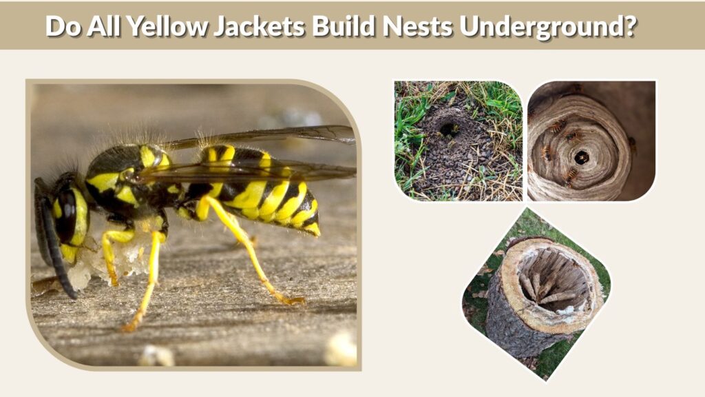 Do All Yellow Jackets Build Nests Underground?