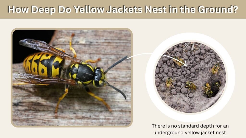 How Deep Do Yellow Jackets Nest in the Ground?